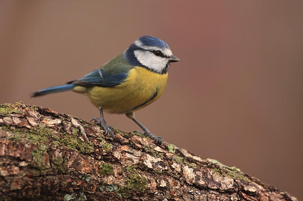 Imagen 89 de la galería de Herrerilo común - Bue tit (Cyanistes caeruleus)